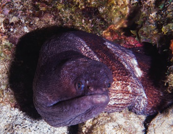 Broadbanded Moray